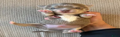 Chihuahua 2