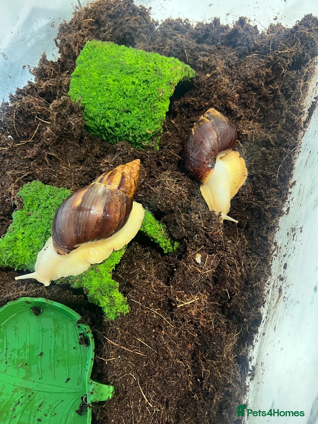 Snails invertebrates for sale: 2 Albino white African land snails  - Advert 2