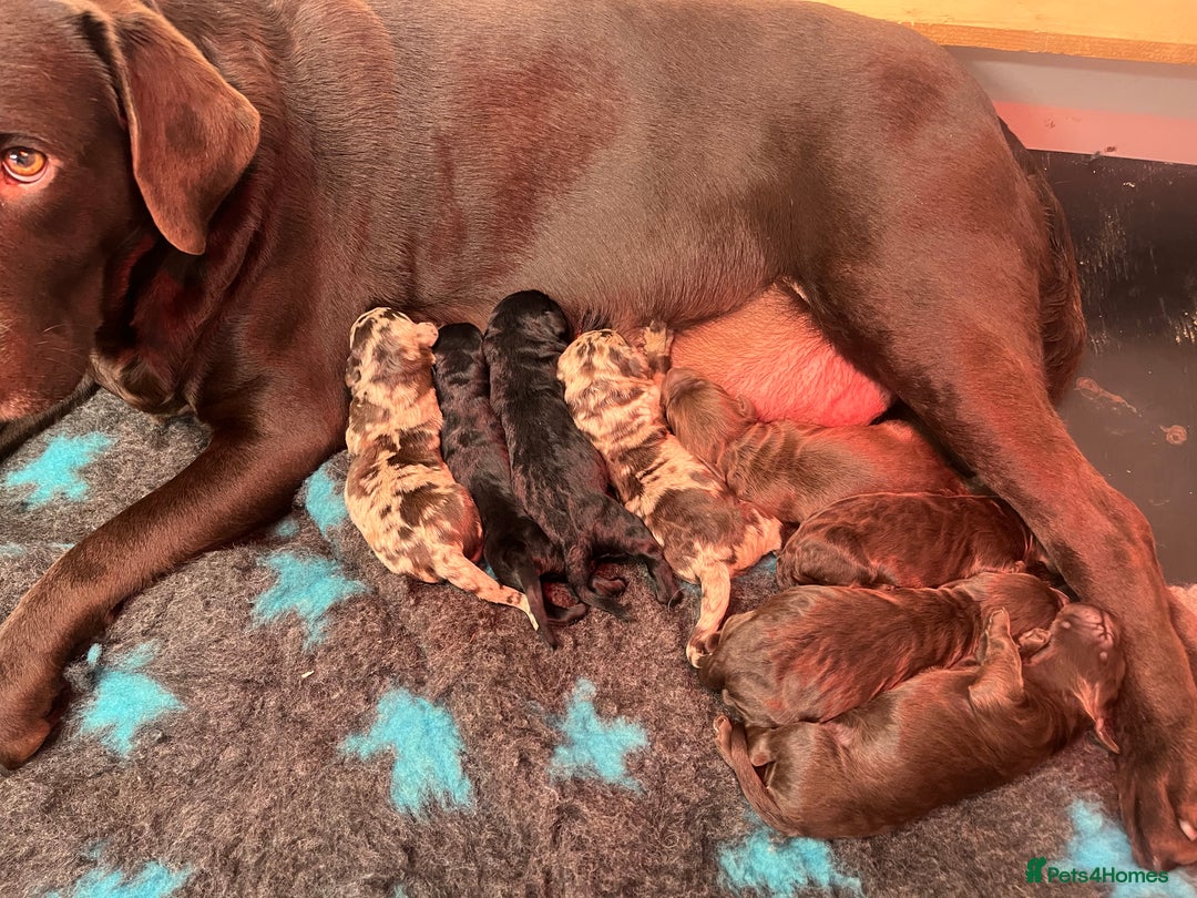 Labradoodle dogs for sale: 5 ⭐️ licensed Home breeder - Advert 25