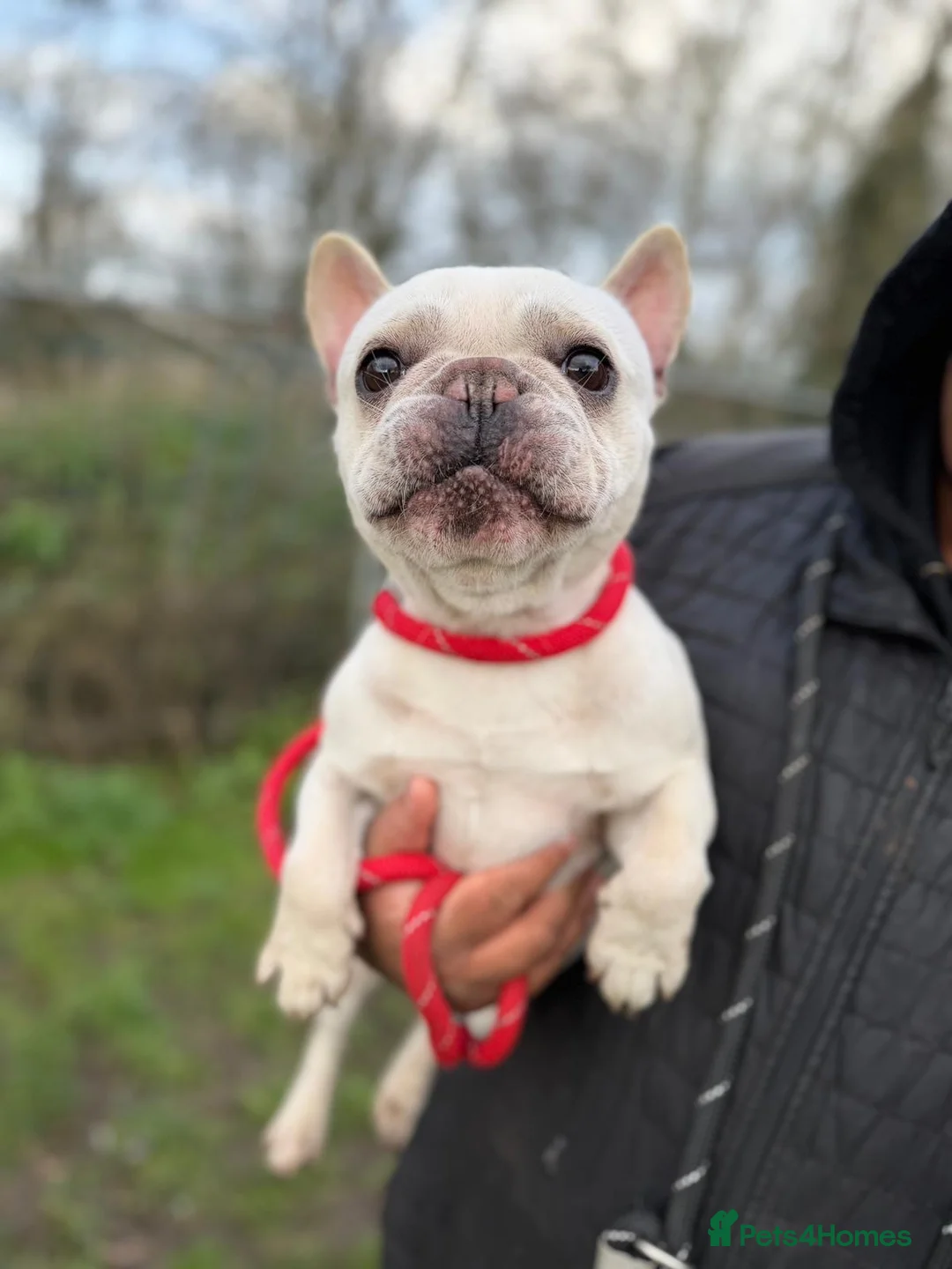 French Bulldog dogs for adoption: Cute brothers Kaiser & Chief want a forever home  - Advert 3