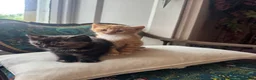 Mixed Breed cats for sale: Beautiful kittens 1 male 1 female - Advert 4