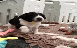 Bordoodle dogs for sale: Bordoodle Pups - Image 10