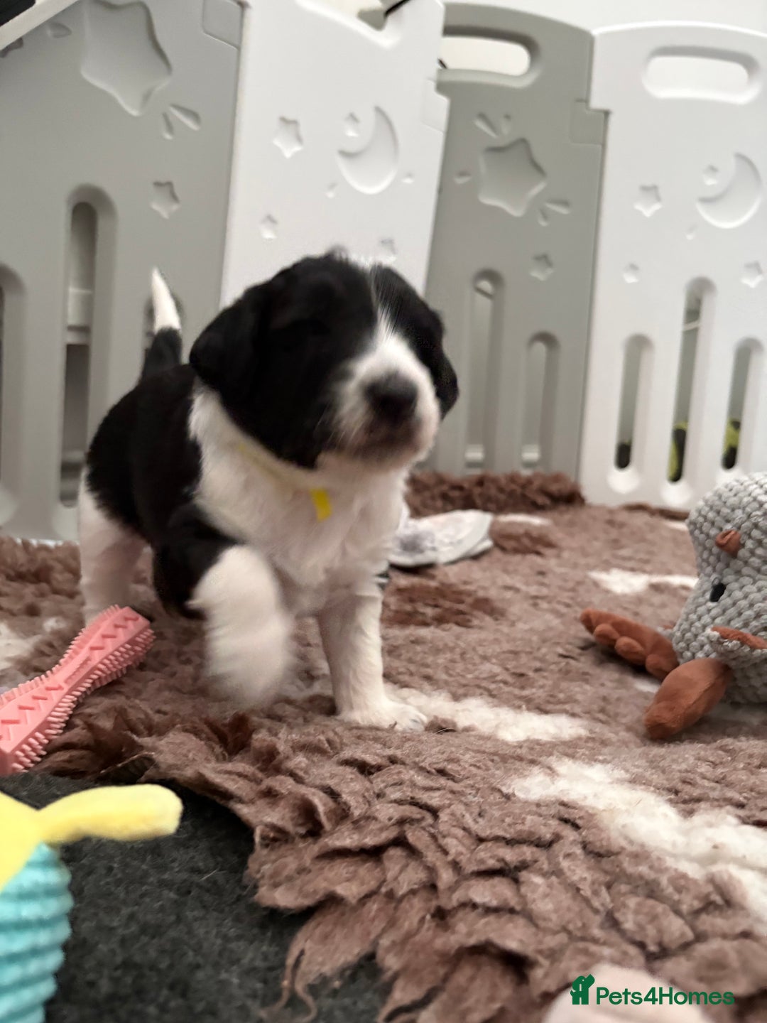 Bordoodle dogs for sale: Bordoodle Pups - Image 10