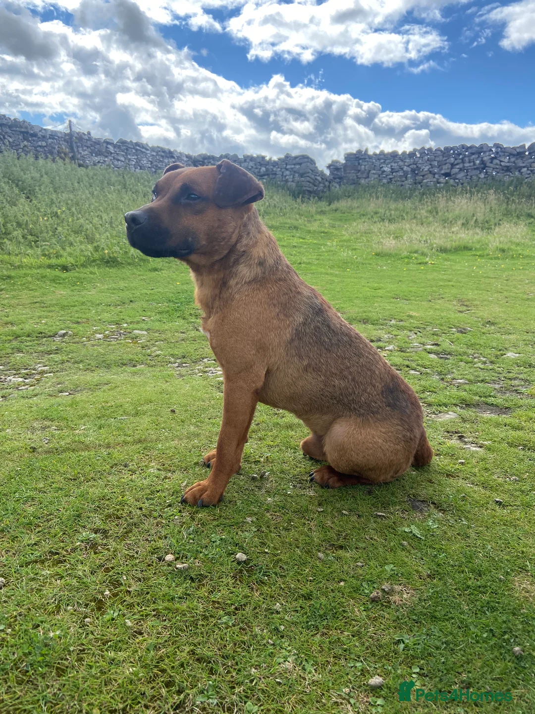 Patterdale Terrier dogs for stud: Super All Round Working Fell Terrier  in Hawes - Advert 11