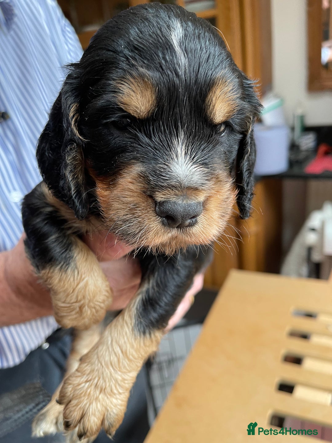 Cocker Spaniel dogs for sale: Working Cocker Spaniel  - Image 5