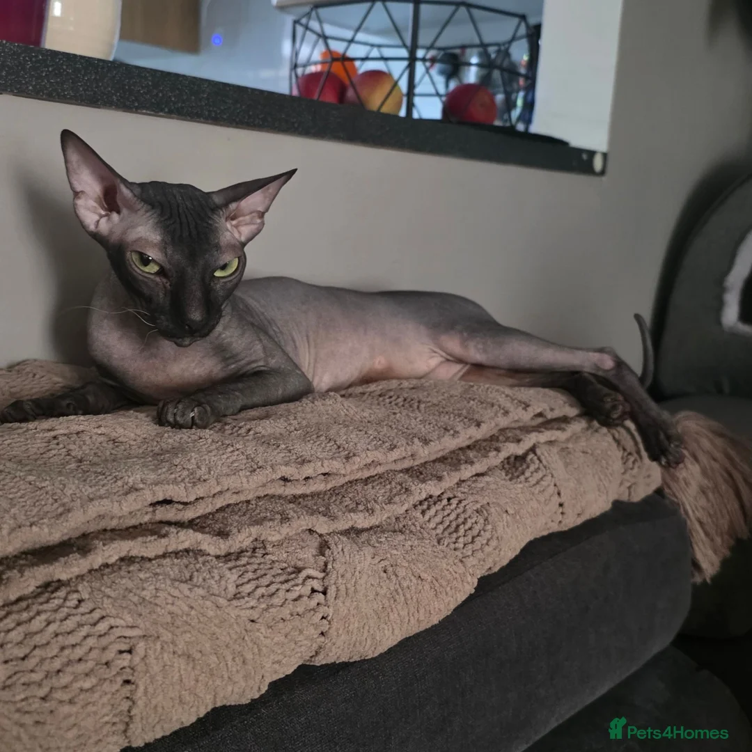 Sphynx cats for sale: Young lady  in London - Advert 2