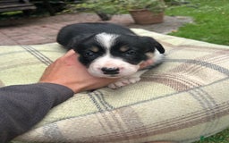 Border Collie dogs for sale: Border Collie - Image 31