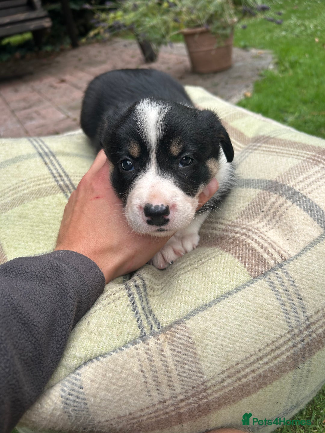 Border Collie dogs for sale: Border Collie - Image 31