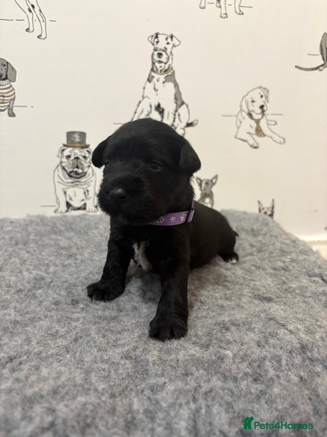 Miniature Schnauzer dogs for sale: KC Registered Miniature Schnauzer Puppies  - Advert 9