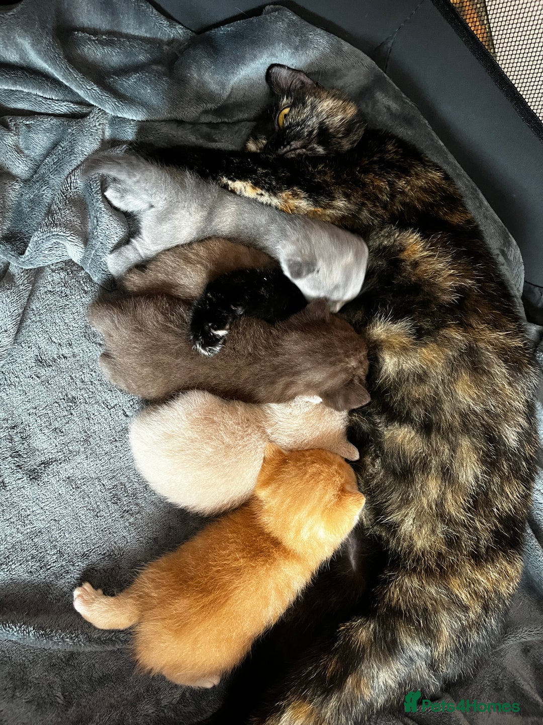 British Shorthair cats for sale: Beautiful pedigree bsh kittens  - Image 18