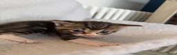 Ragcoon cats for sale: Beautiful Maine Coon × Ragdoll Kittens  - Advert 14
