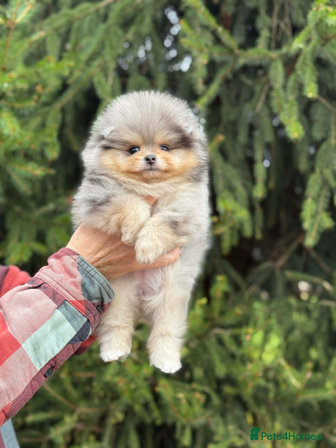 Pomeranian dogs for stud: Top quality proven Pomeranian stud  - Advert 12