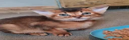 Abyssinian cats for sale: LAST 2 PEDIGREE TICA ABY BOYS - Advert 9