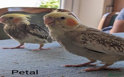 Cockatiels birds for sale: Hand-Reared male + female Cockatiels - Image 10