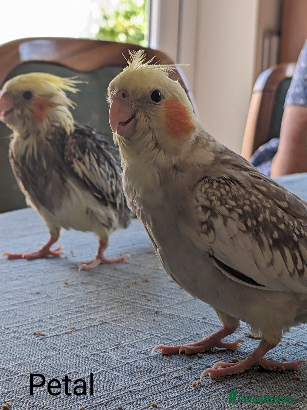 Cockatiels birds for sale: Hand-Reared male + female Cockatiels - Image 10