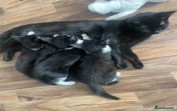 Bombay cats for sale: Black and white female kitten  - Image 3
