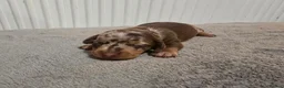 Miniature Dachshund dogs for sale: Exceptional Miniature lilac/dapple Dacshund boys in Swindon - Advert 11