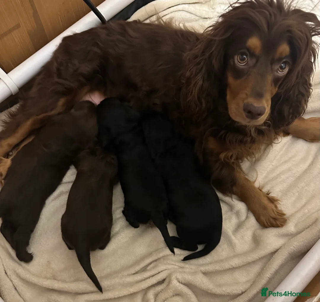 Cocker Spaniel dogs for sale: Working Cocker Spaniel Pups  - Advert 7