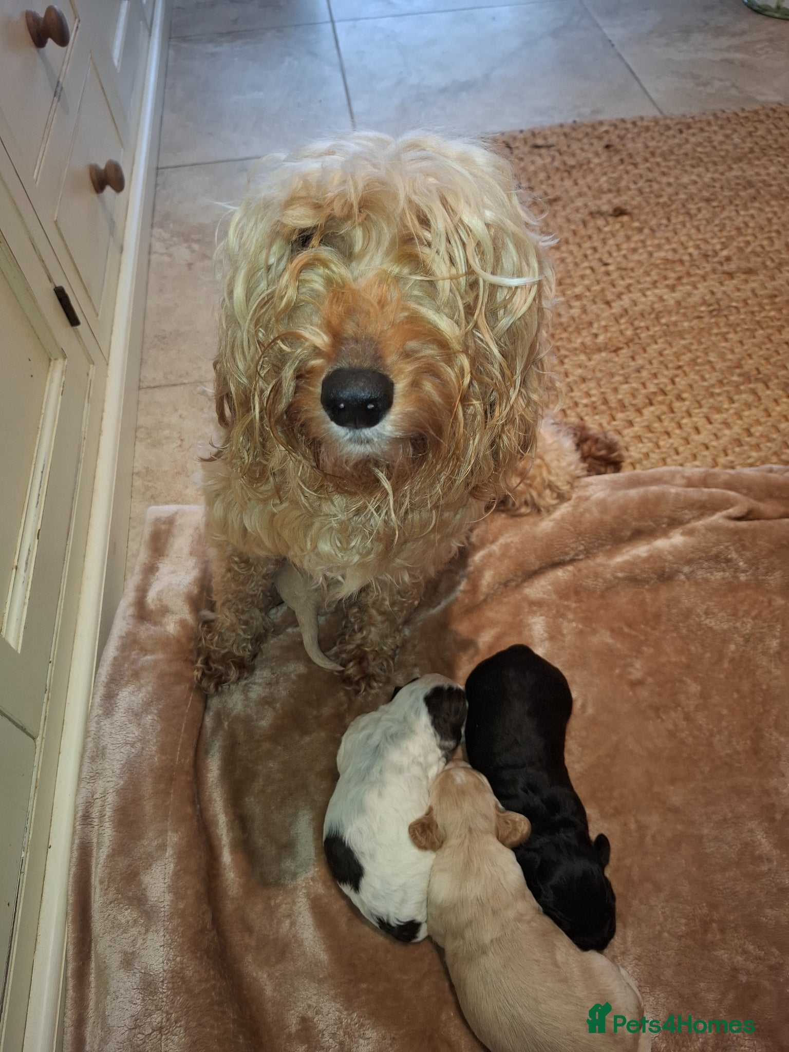 Cockapoo dogs Gold Coockapoo - Advert 3