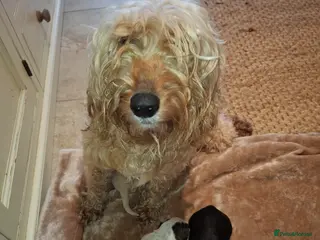 Cockapoo dogs Gold Coockapoo - Advert 3