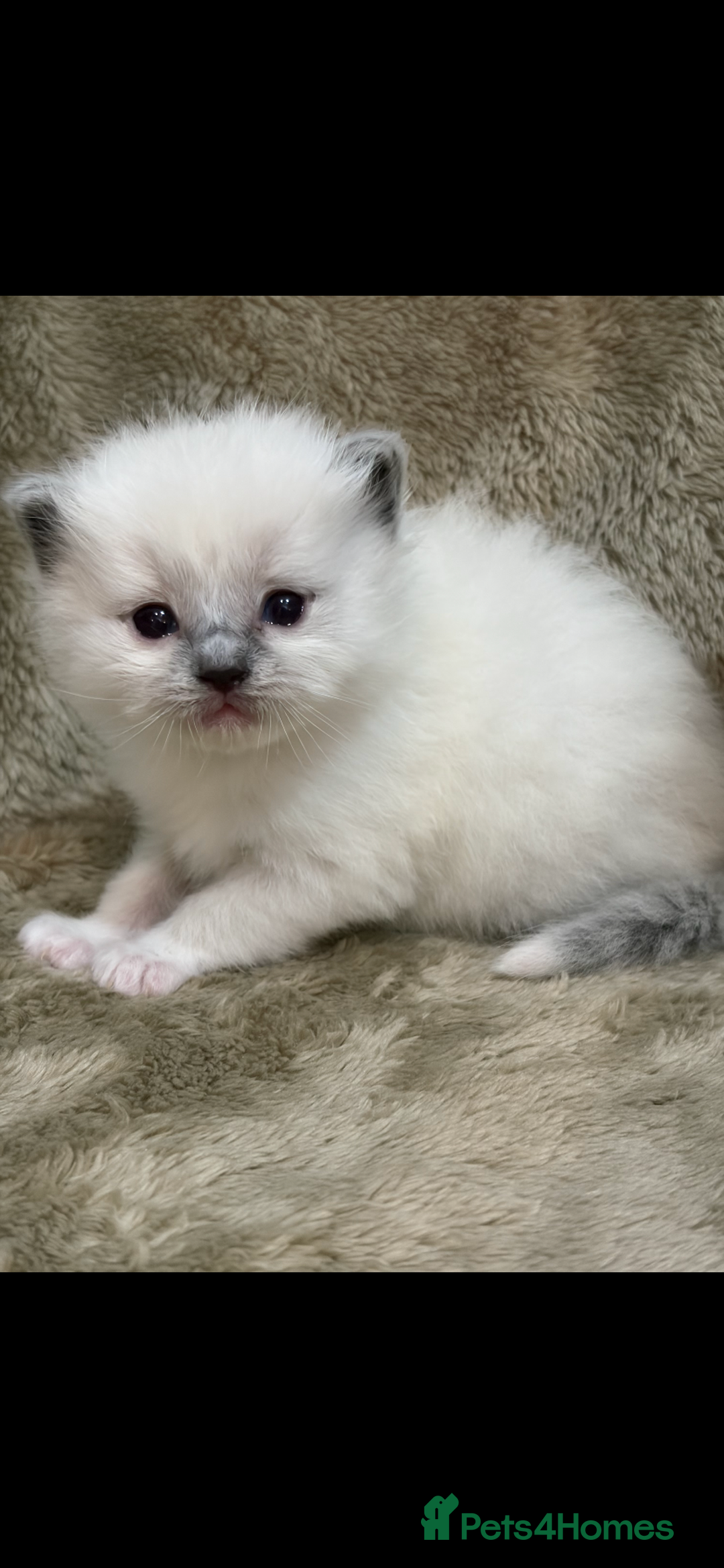 Ragdoll cats for sale: Pedigree ragdolls  - Advert 7