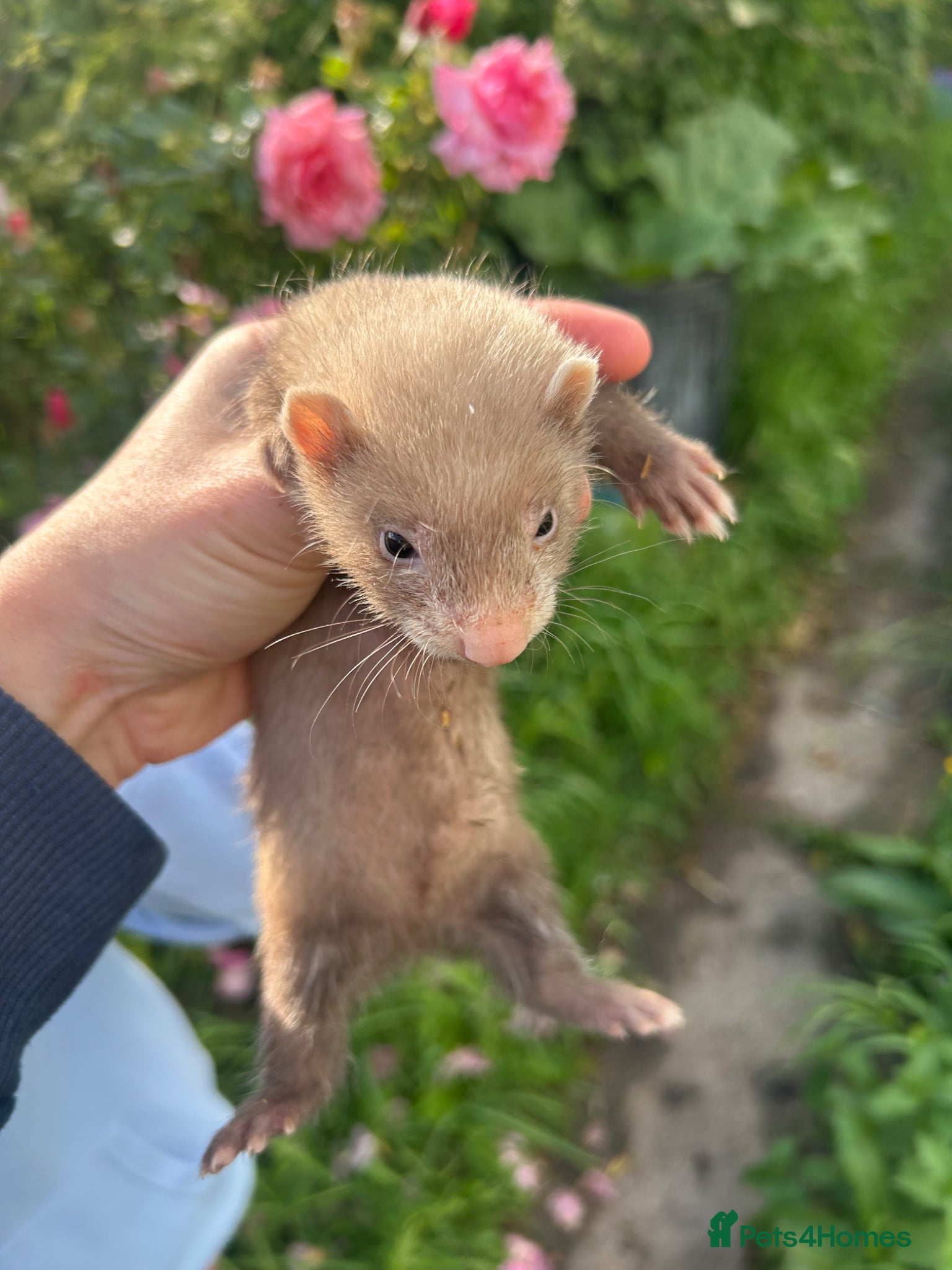 Ferret rodents for sale: KIT FERRETS FOR SALE  - Advert 3
