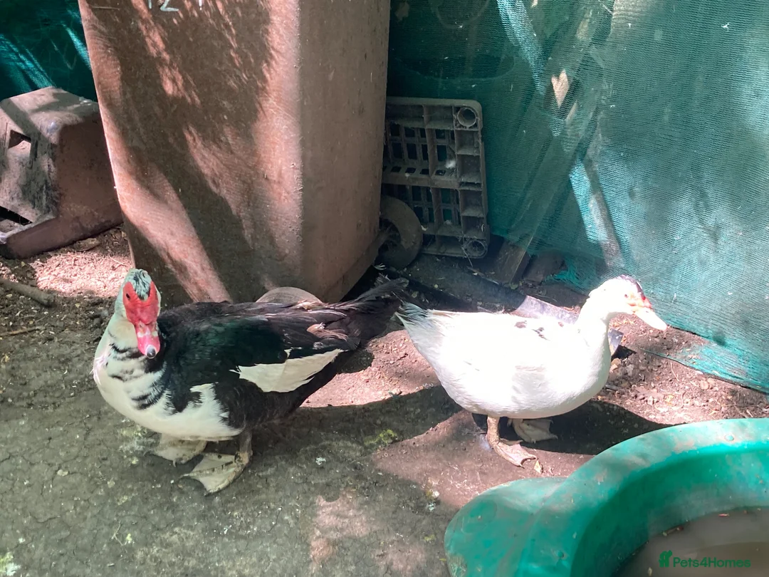 Ducks poultry for sale: Trio of Muscovy Ducks in Letchworth Garden City - Advert 1