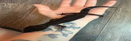 Leopard Gecko reptiles for sale: Community of leopard geckos  - Advert 15