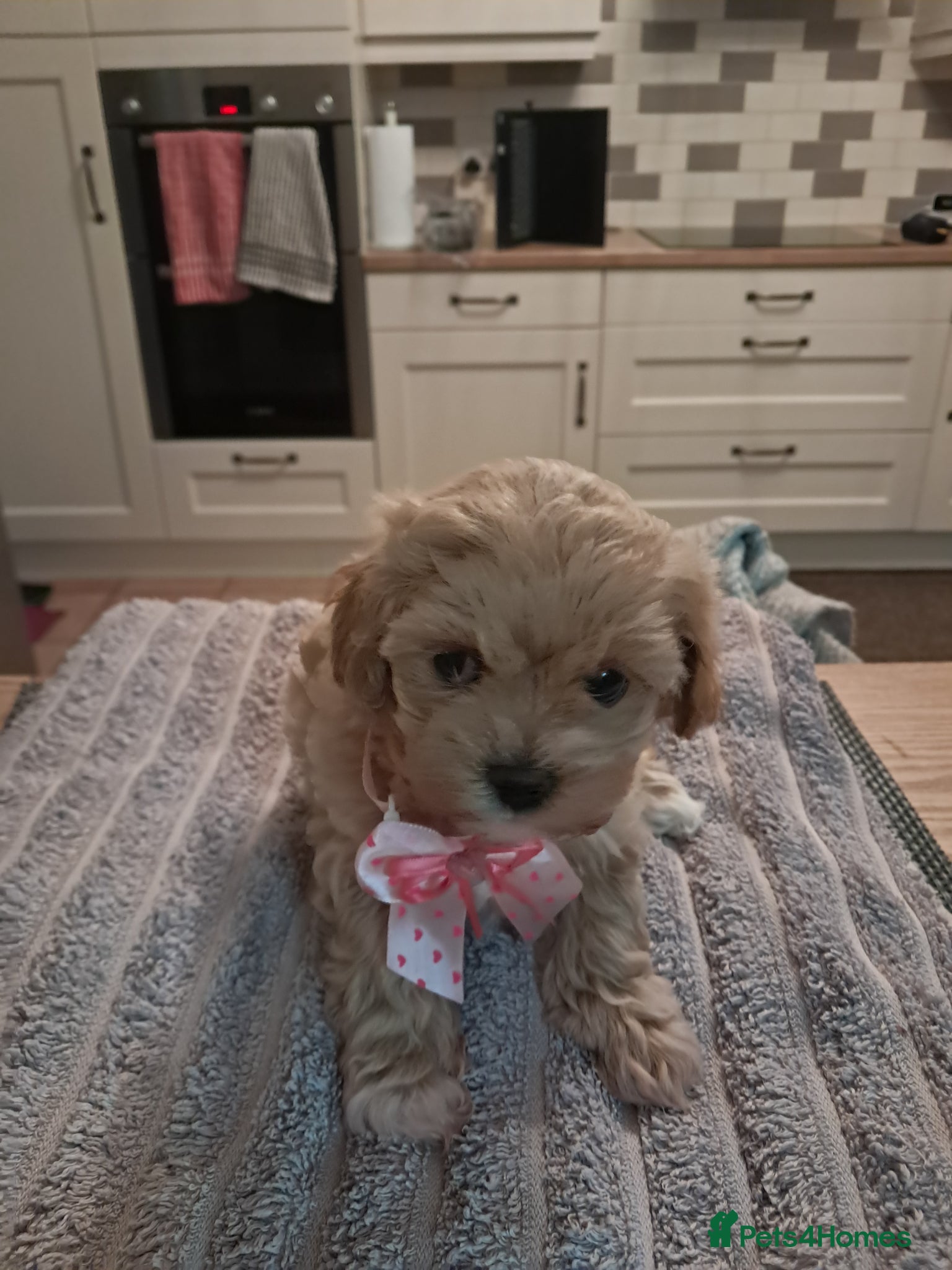 Maltipoo dogs Beautiful Maltipoo 1 male & 1 female available - Advert 3
