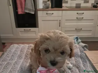 Maltipoo dogs Beautiful Maltipoo 1 male & 1 female available - Advert 3