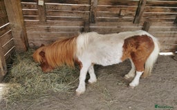 Shetland pony horses for sale: 2 frendly loved shtland felabella, and Shetland  - Image 5