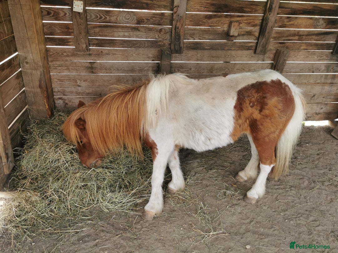 Shetland pony horses for sale: 2 frendly loved shtland felabella, and Shetland  - Image 5