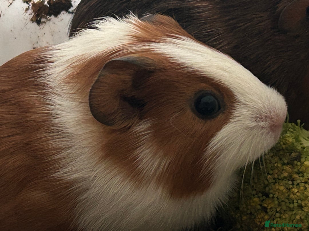Guinea Pig rodents for sale: Beautiful Baby Guinea Pigs. - Advert 9