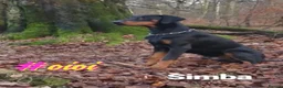 Dobermann dogs for sale: Champion and working lines KC Doberman litter - Advert 23