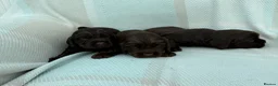 Cocker Spaniel dogs for sale: Cocker spaniel puppies health tested  - Advert 5