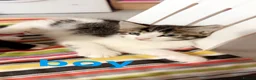 Mixed Breed cats for sale: 4 Adorable Kittens Looking for Their Forever Home! in Mitcham - Advert 5