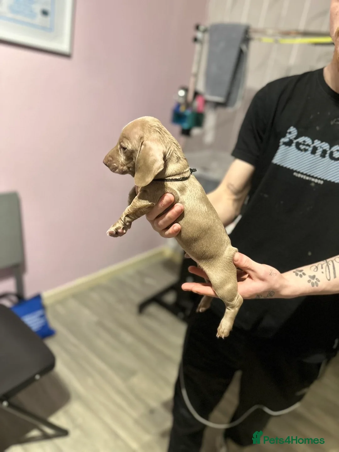 Miniature Dachshund dogs for sale: Miniature dachshund  - Advert 12