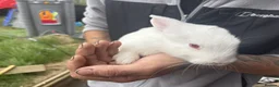 Rex rabbits for sale: Beautiful albino Rex  - Advert 5