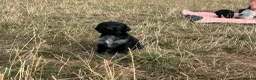 German Wirehaired Pointer dogs for sale: KC registered German wire haired pointer puppies in Dunstable - Advert 7