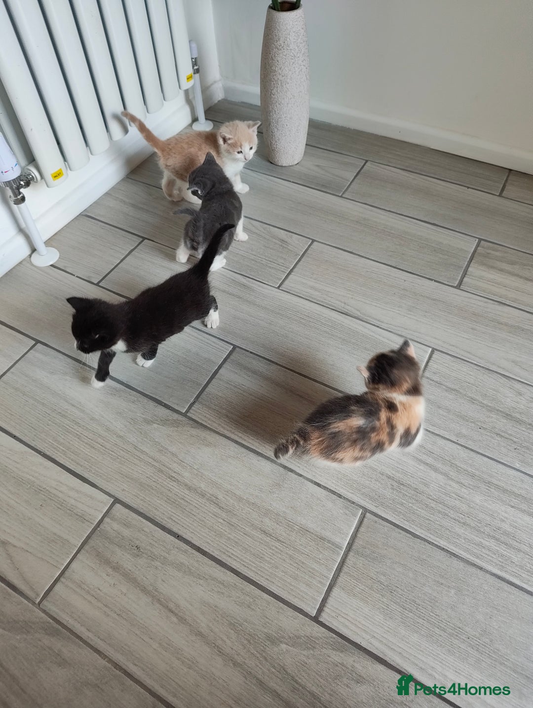 Mixed Breed cats for sale: 4 Mixed Breed Kittens  - Image 6
