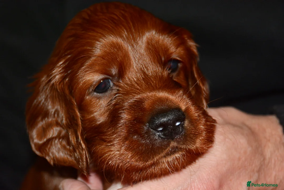 Irish Setter dogs for sale: Quality Irish setter puppies KC Registered - Advert 14