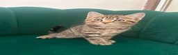 Scottish Fold cats for sale: ✨Adorable Scottish Fold Kittens 🐾 - Advert 9