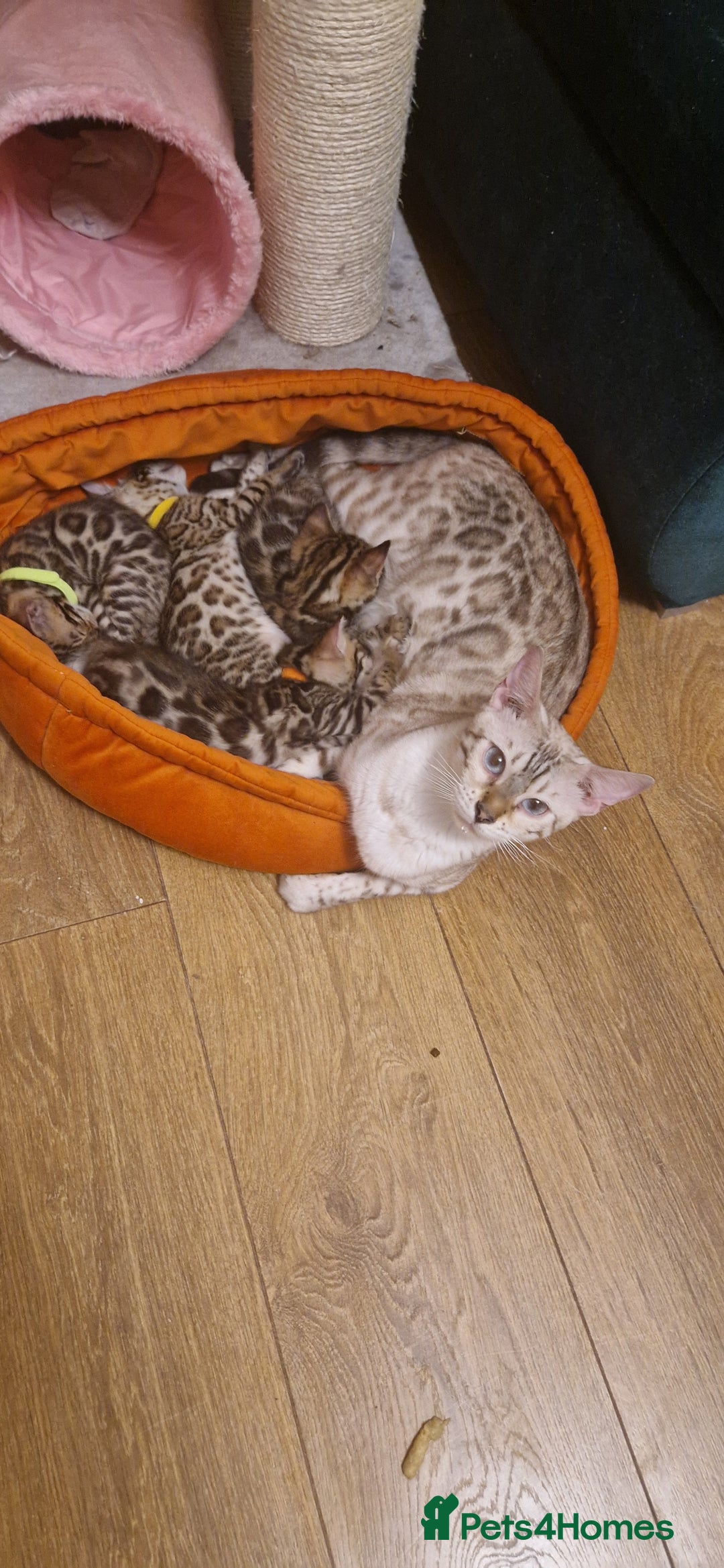 Bengal cats for sale: Beautiful kittens 🥰 - Advert 22
