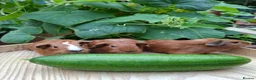 Guinea Pig rodents for sale: Guineapigs  in Rugby - Advert 7