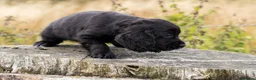Cocker Spaniel dogs for sale: Stunning Black Cocker Puppies. Ready to leave 🌟 - Advert 9