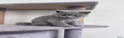 Scottish Fold cats for sale: British shorthair and Scottish straight mix  - Advert 27