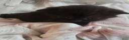 British Shorthair cats for sale: Beautiful kittens looking forever home 🏡 😍  - Advert 30