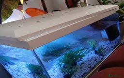 Other/Mixed Breed fish for sale: Fish with Filter and Tank - Image 1