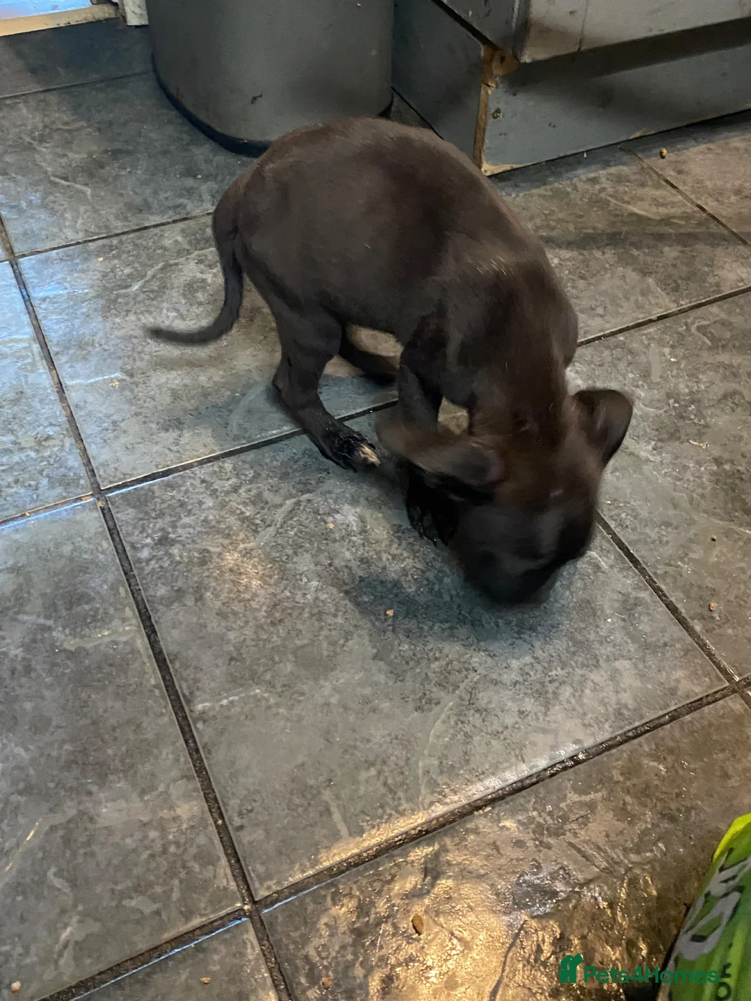 Mixed Breed dogs for sale: Cane corso mix breed - Advert 2