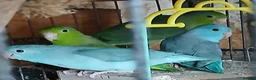 Mixed Breed birds for sale: Parrotlets Celestial  Parrotlets  - Advert 18